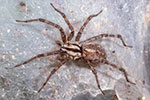 Funnel Weaver Spider